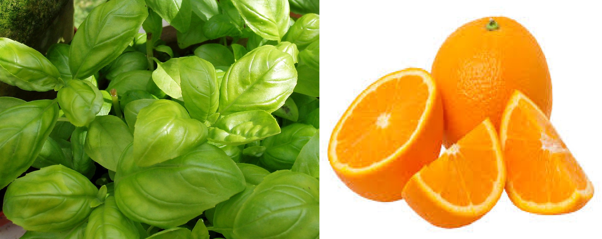 Basil and Orange Juice to Boost Immunity and Lose Weight?