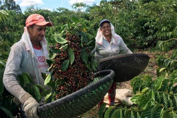 Sự trỗi dậy của cà phê robusta: dự báo thị phần tăng nhanh