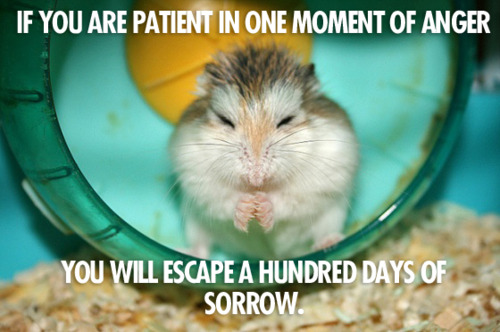 If You Are Patient In One Moment Of Anger - You Will Escape A Hundred Days Of Sorrow