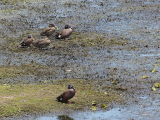 Sarcelle à ailes bleues - Sarcelle soucrourou - Anas discors