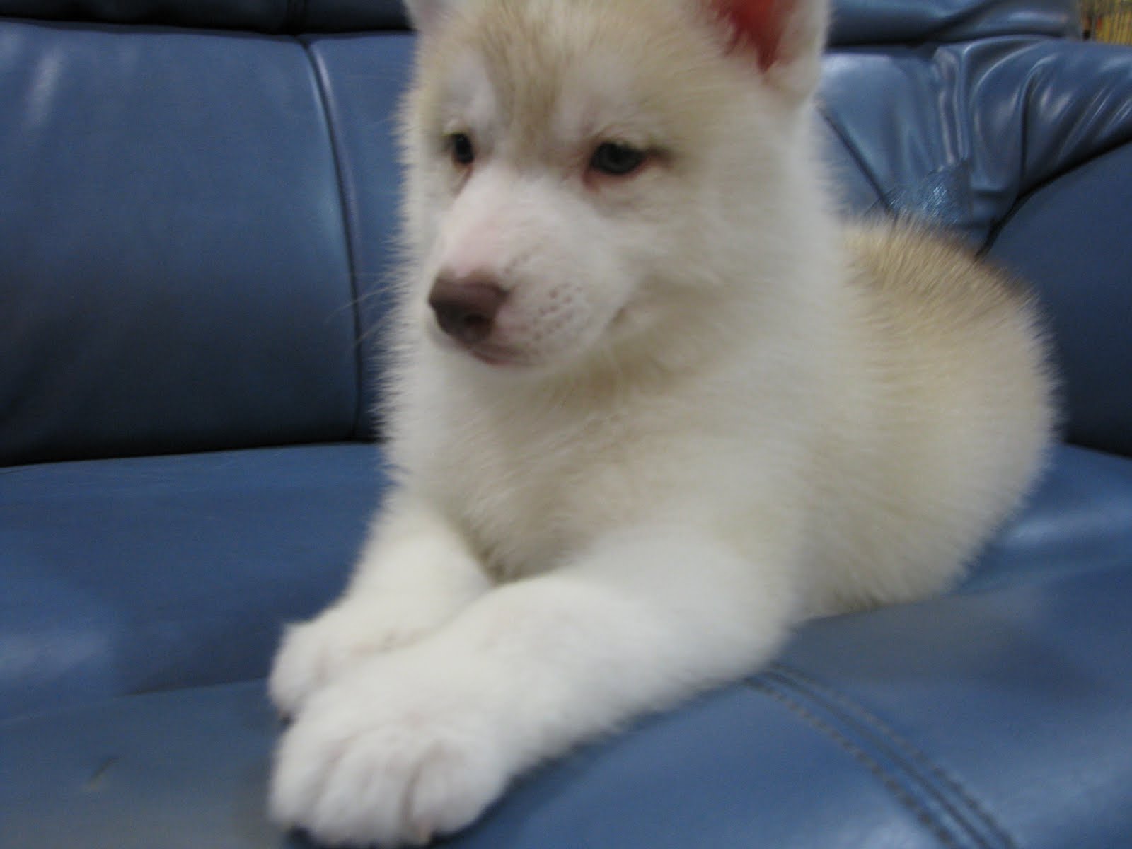 Gfpuppyhousekennels: Siberian Husky For Sale