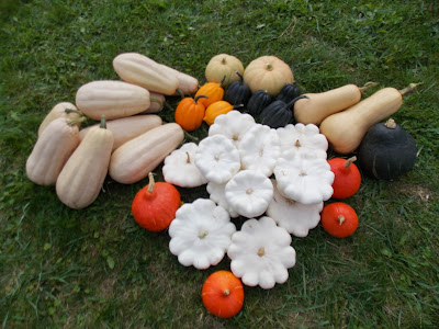 Ma récolte de courges 2013