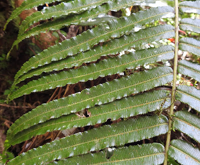 台灣瘤足蕨的營養葉羽片