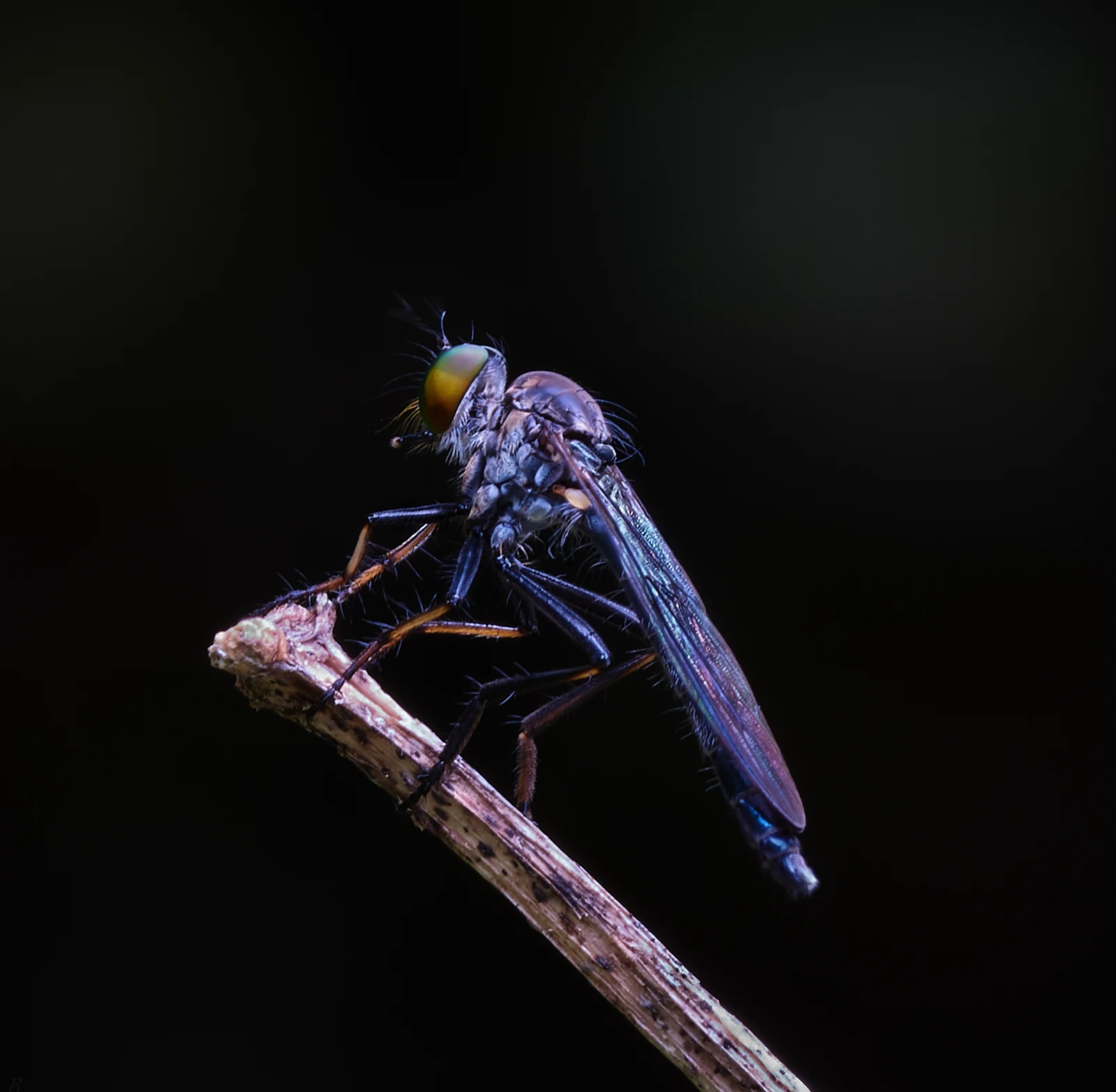 I have a naturally occuring dark side. In these dark times it rises to the surface. This Robber Fly is a fair representation of my mood .