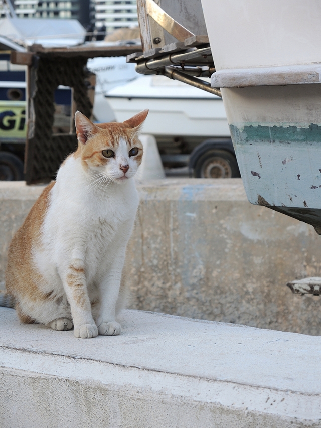 Malta: nog katten!