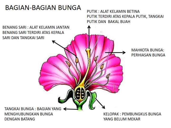  Gambar  Belajar Cerdas Praktis Bagian Tubuh Tumbuhan 