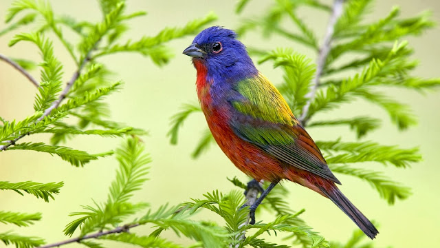 Beautiful Birds HD Wallpaper Free