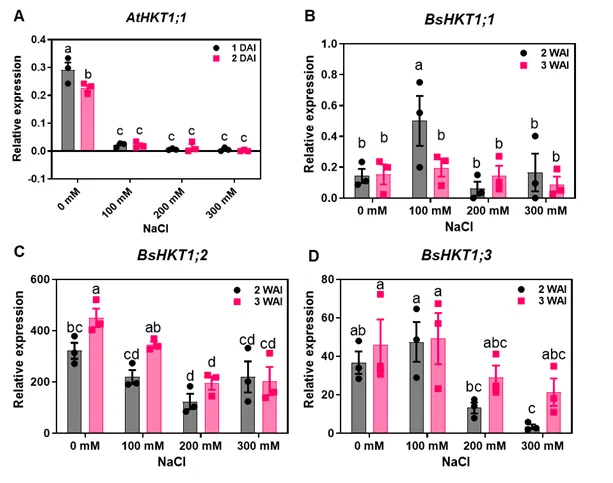 애기장대(HKT1)와 비에너티아(HKT1;1, 2, 3) 염분에 대한 발현 분석