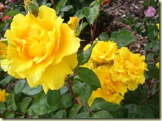 DSCN5440