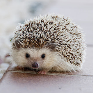 Hedgehog Facts & Photos