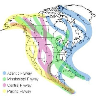 North American bird migration flyways