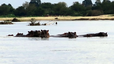 Hippos watching