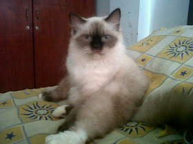 Foto kucing kiriman dari pembaca kucinggue yang bernama Dewi