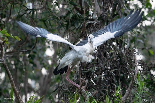 An Bui 2024 Dong Thap - Asian Openbill (Cò nhạn, Cò ốc)