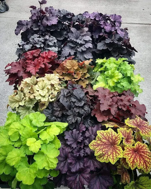 Conheça-a-Heuchera-e-suas-cores-vivas-que-iluminam-os-jardins