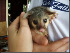 Possum Mate