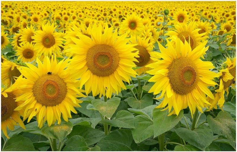23+ Gokil Abis Cari Gambar Bunga Matahari