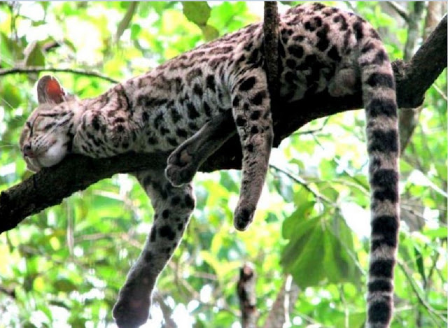 Длиннохвостая кошка Маргай (Leopardus wiedii)