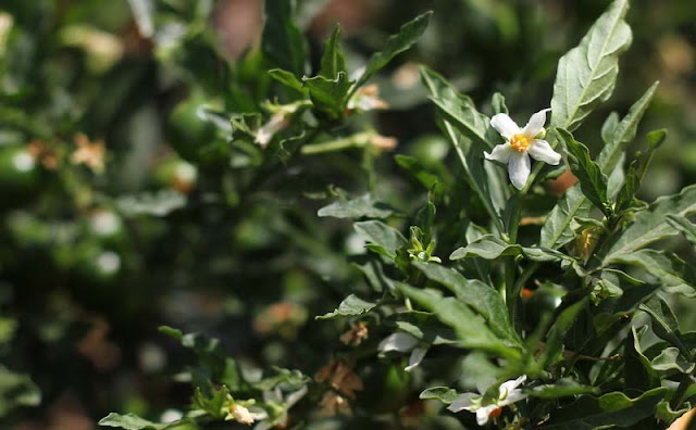 Solanum Pseudocapsicum