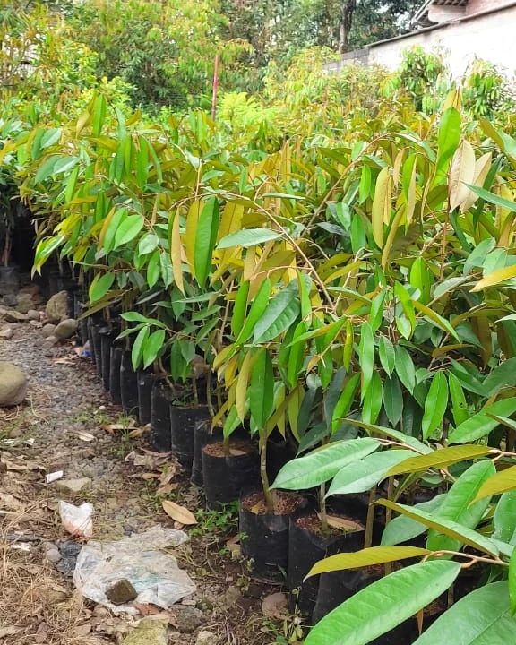 bibit durian ochee duri hitam paling banyak dicari Maluku Utara