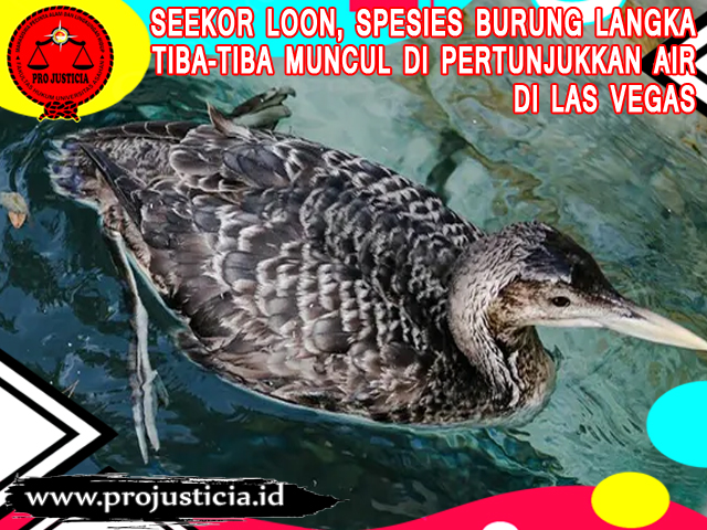 Seekor Loon, Spesies Burung Langka Tiba-Tiba Muncul di Pertunjukkan Air Las Vegas