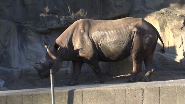 Badak Sumbu gigit jari kakitangan Zoo Lincoln Park