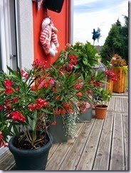 IMG_20140706_123248