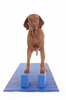 cães e o equilibrio 