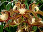 Cymbidium tracyanum orchid plant care and culture