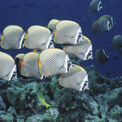 gambar dunia bawah laut, dunia air, gambar ikan, ubur-ubur