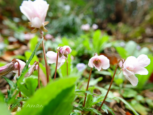 Viola tokubuchiana