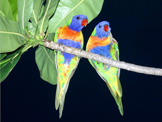 Couple Bird Wallpaper