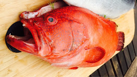 A red grouper waiting to go on the BBQ