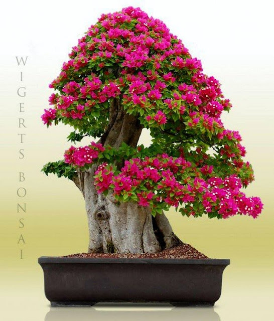 Gambar 2019 Griya Bonsai Gresik Bunga Cantik Ketika Mekar 