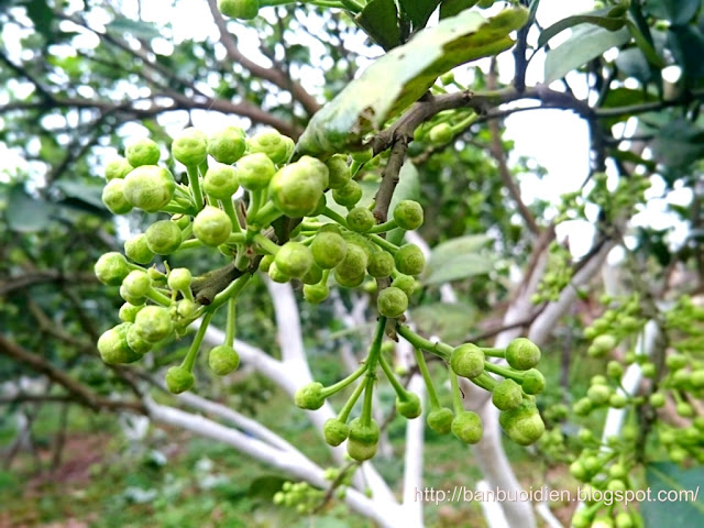 Trang trại Bưởi Diễn Lân Hùng 