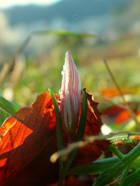 Amana edulis