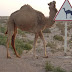 Camel Crossing  - Road Signs -  Funny Hilarious Signs and symbols - Funny Pictures