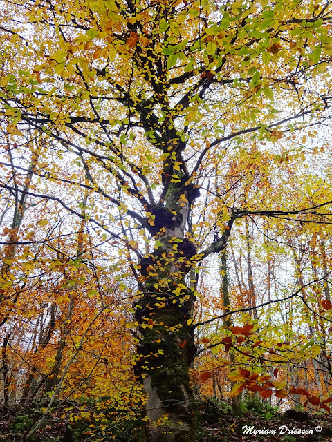 Hêtre en automne Fagus sylvatica