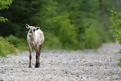 Caribou Trans Canada Trail Newfoundland.