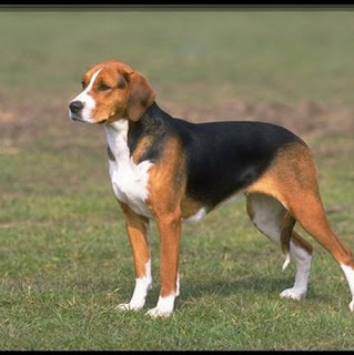 American Foxhound United States Dog