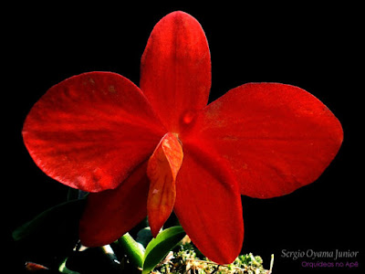 Orquídea Sophronitis coccinea