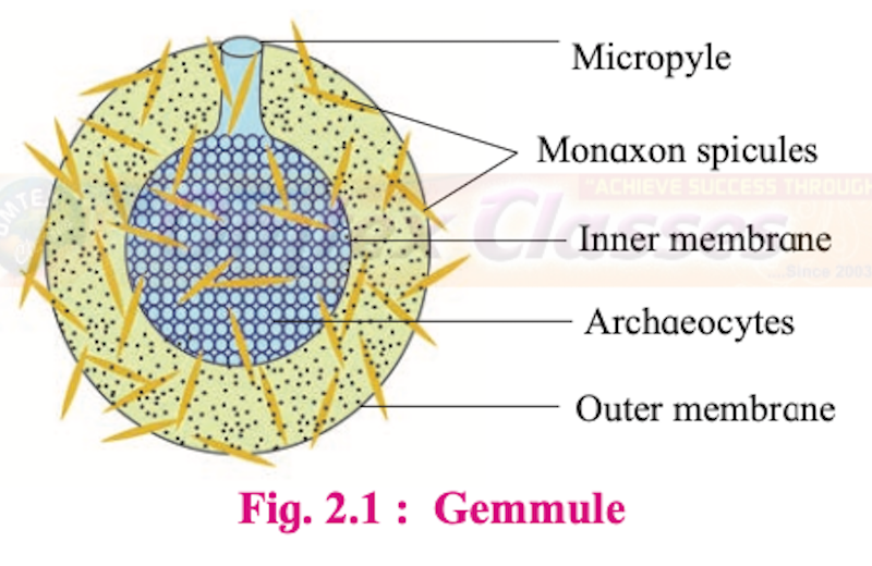 Chapter 2: Reproduction in Lower and Higher Animals Balbharati Solutions for Biology 12th Standard HSC Maharashtra State Board