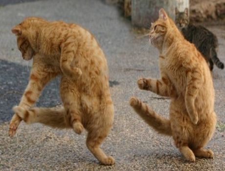 Funny Dancing Animals