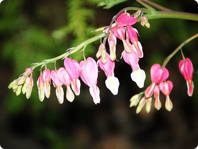 Bleeding heart popular