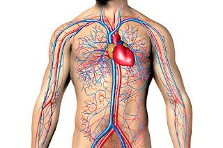 La Différence Entre La Respiration Interne Et Externe 