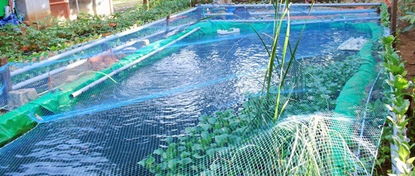 Nanniode Aquaponics RDC: HDPE pond liner for aquaponics fish pond and 