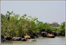 Nijhum Dwip Sea Beach, Buffalo's in Nijhum Dwip, Nijhum Island Hatia, Trip Navigation Bangladesh, Nijhum Dwip Travel Guide