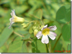 Oxalis barrelieri-Belimbing Tanah-Lavender sorrel 21