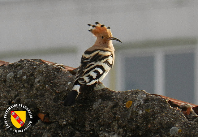 BAINVILLE-SUR-MADON (54) - Des oiseaux rares : les huppes fasciées