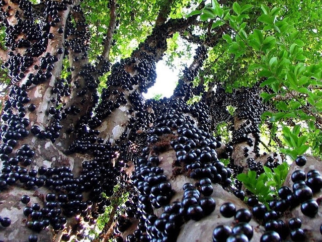 Plinia cauliflora